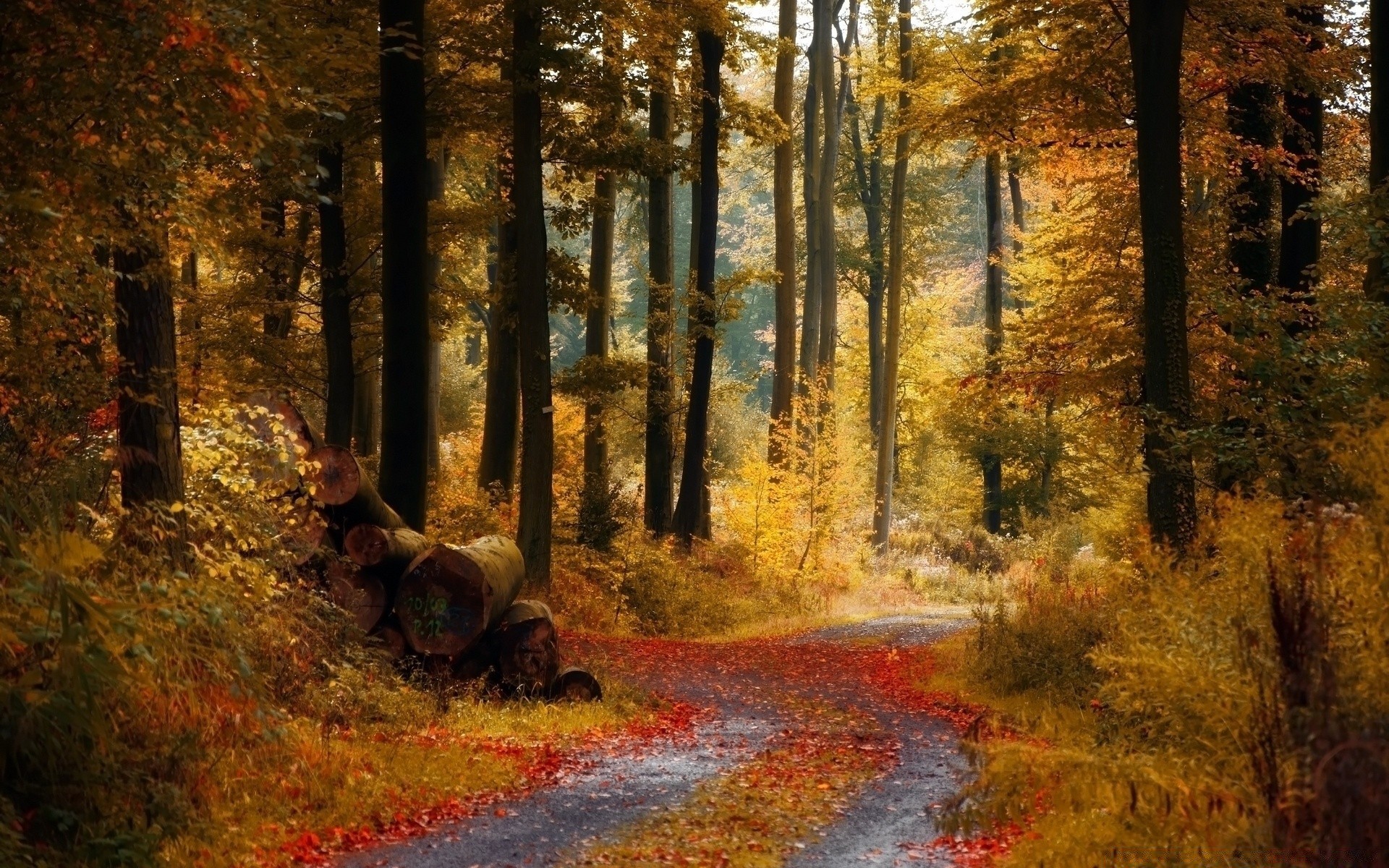 autunno autunno legno albero foglia paesaggio parco scenic luce del giorno strada ambiente all aperto natura guida luce