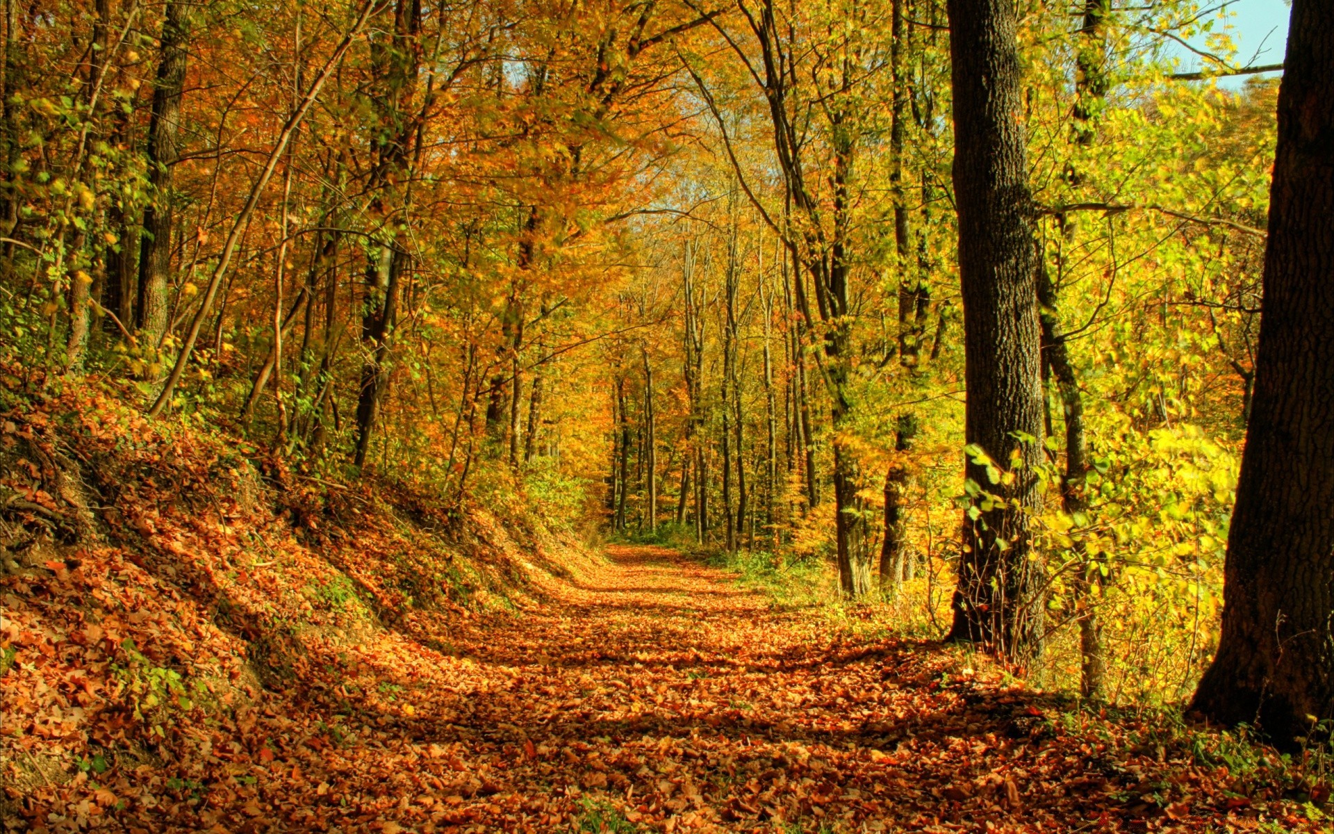 autunno legno autunno albero foglia paesaggio natura stagione parco strada ambiente scenico all aperto bel tempo guida paesaggio sentiero acero flora scena