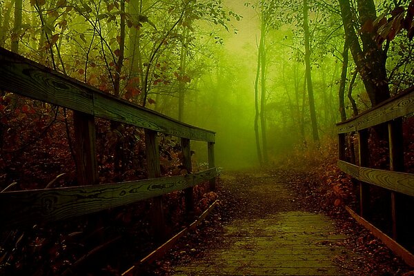 Nebbia autunnale dormiente nella foresta