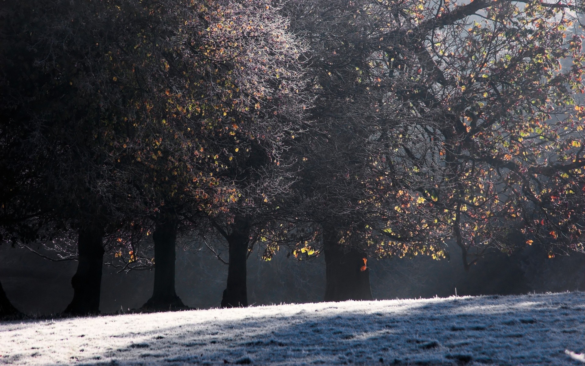 autunno albero inverno paesaggio autunno natura neve ramo luce all aperto acqua parco foglia