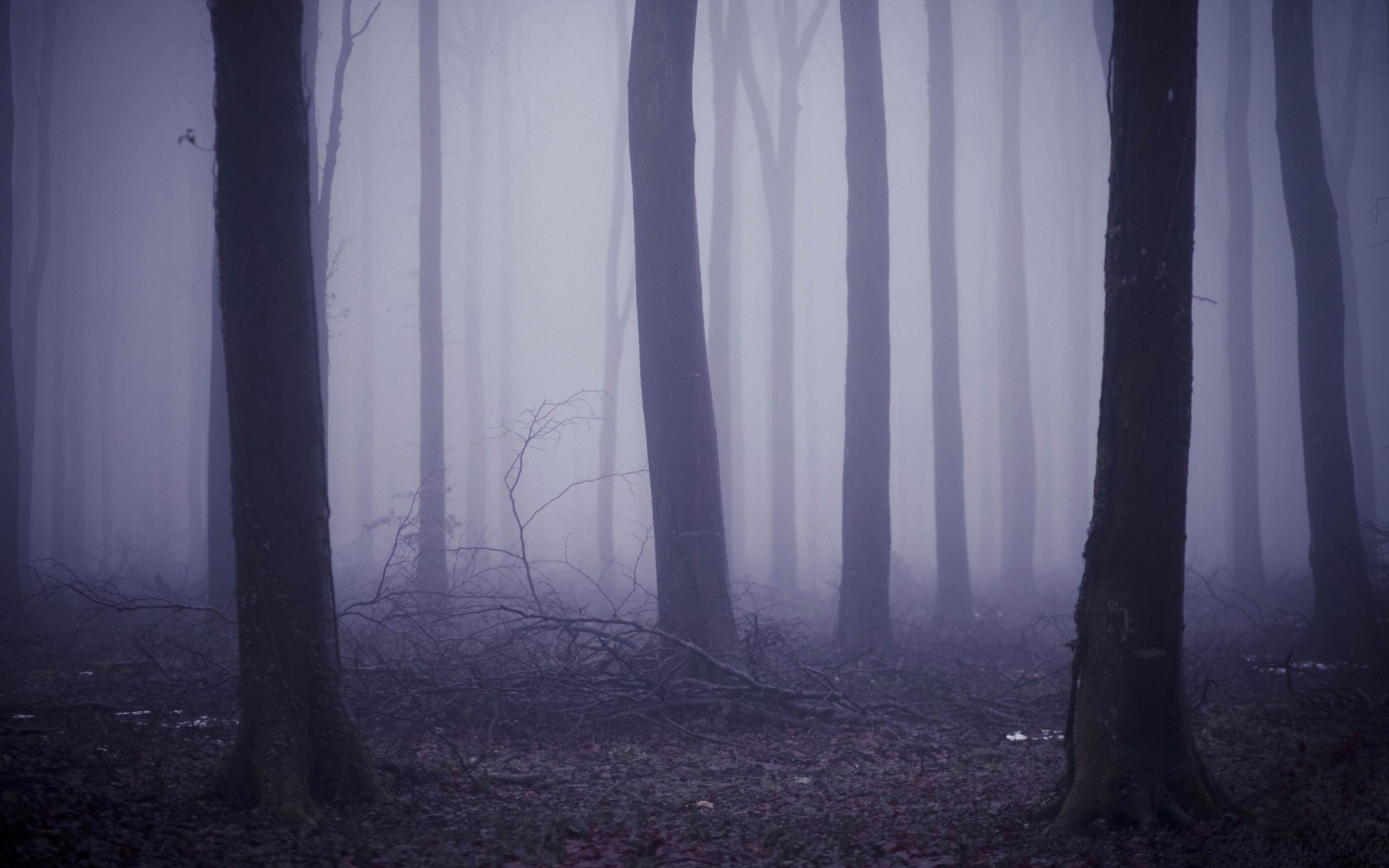 autunno nebbia paesaggio nebbia albero illuminato legno ombra raccapricciante luce mistero