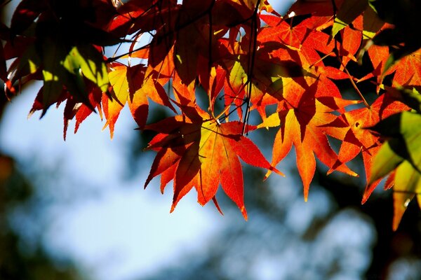 È il momento dell autunno in una foto