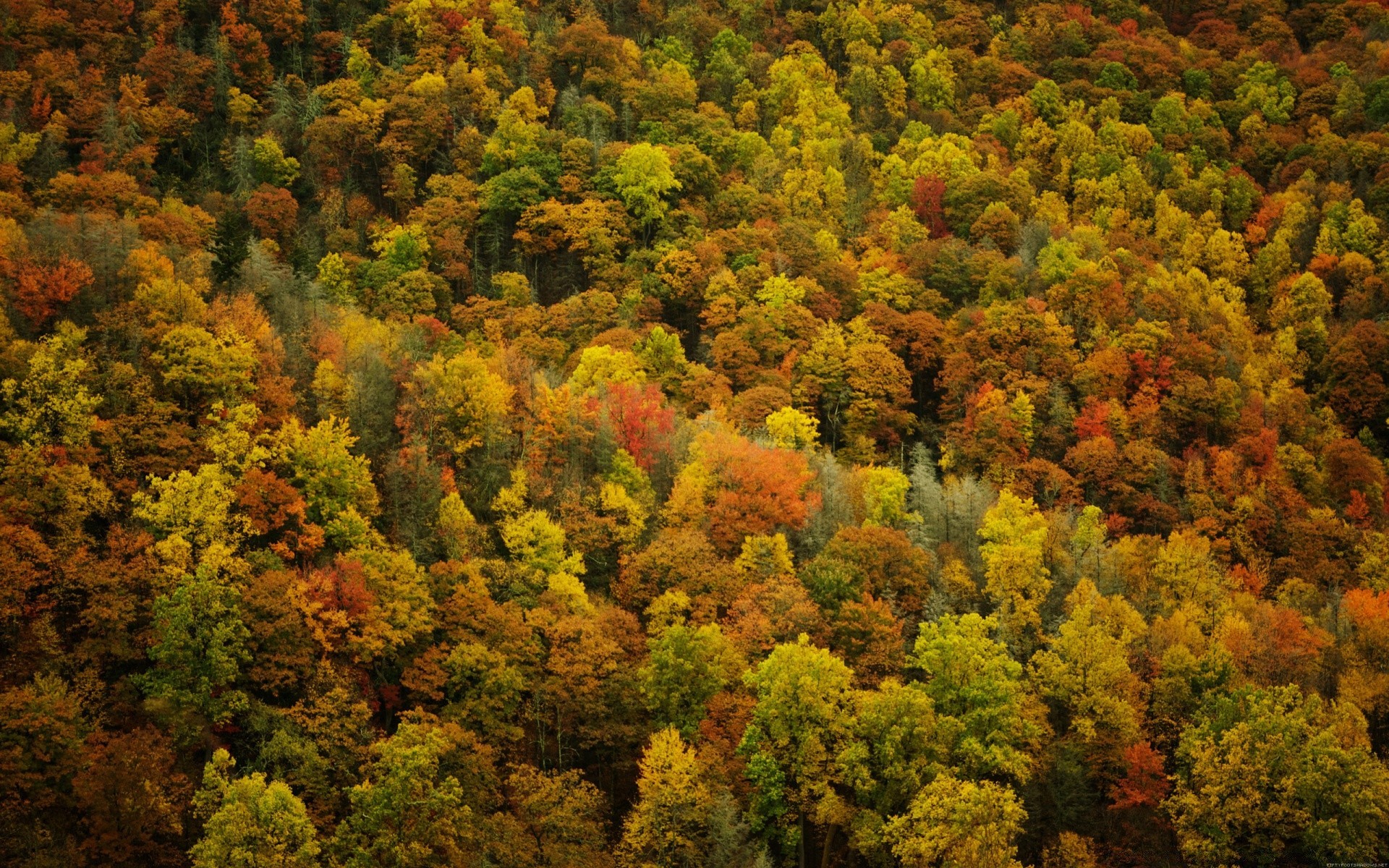 autunno autunno foglia albero natura legno paesaggio all aperto parco flora colore