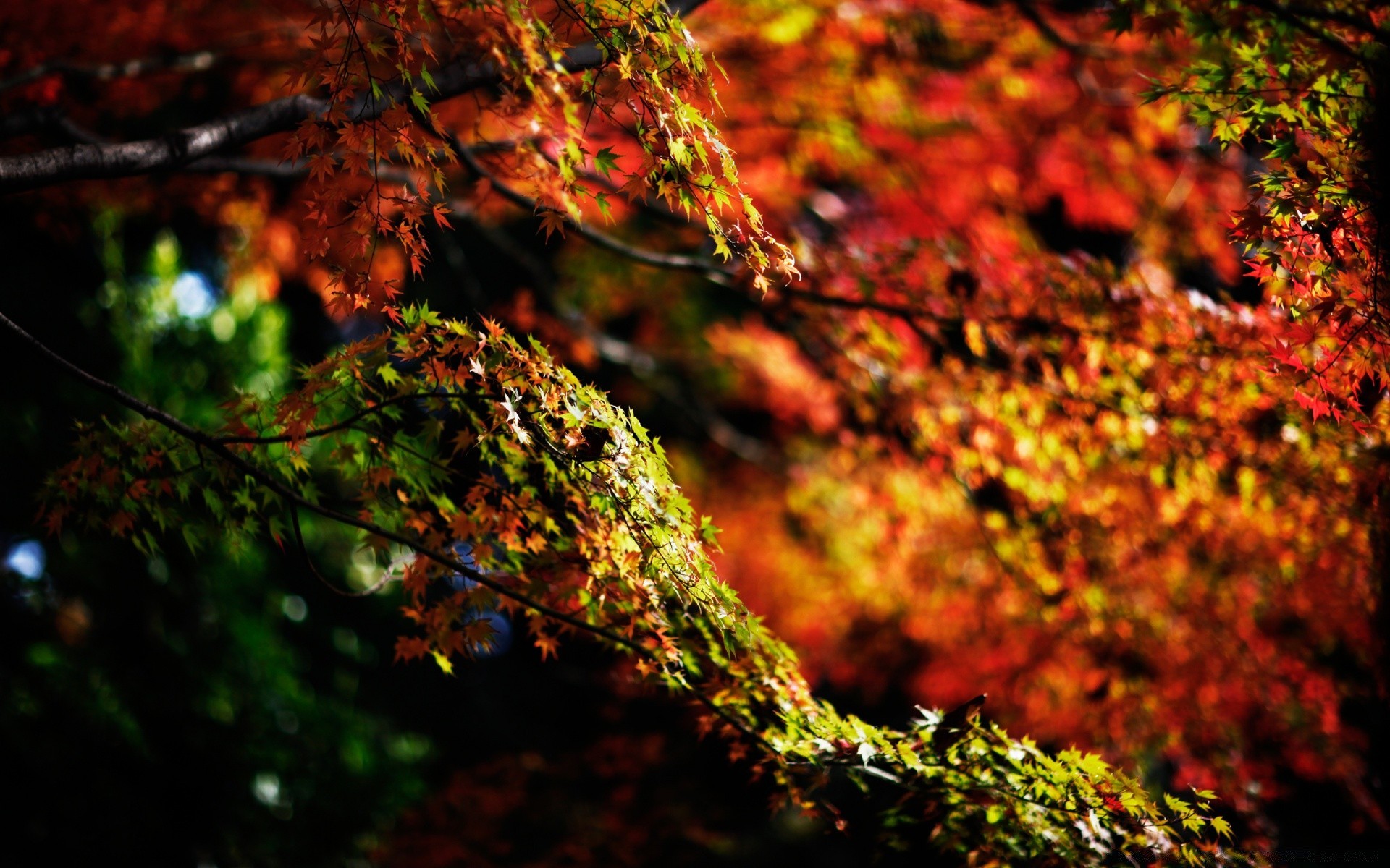 autunno autunno foglia albero legno natura stagione acero colore luminoso desktop esterno lussureggiante parco paesaggio luce ramo flora oro texture