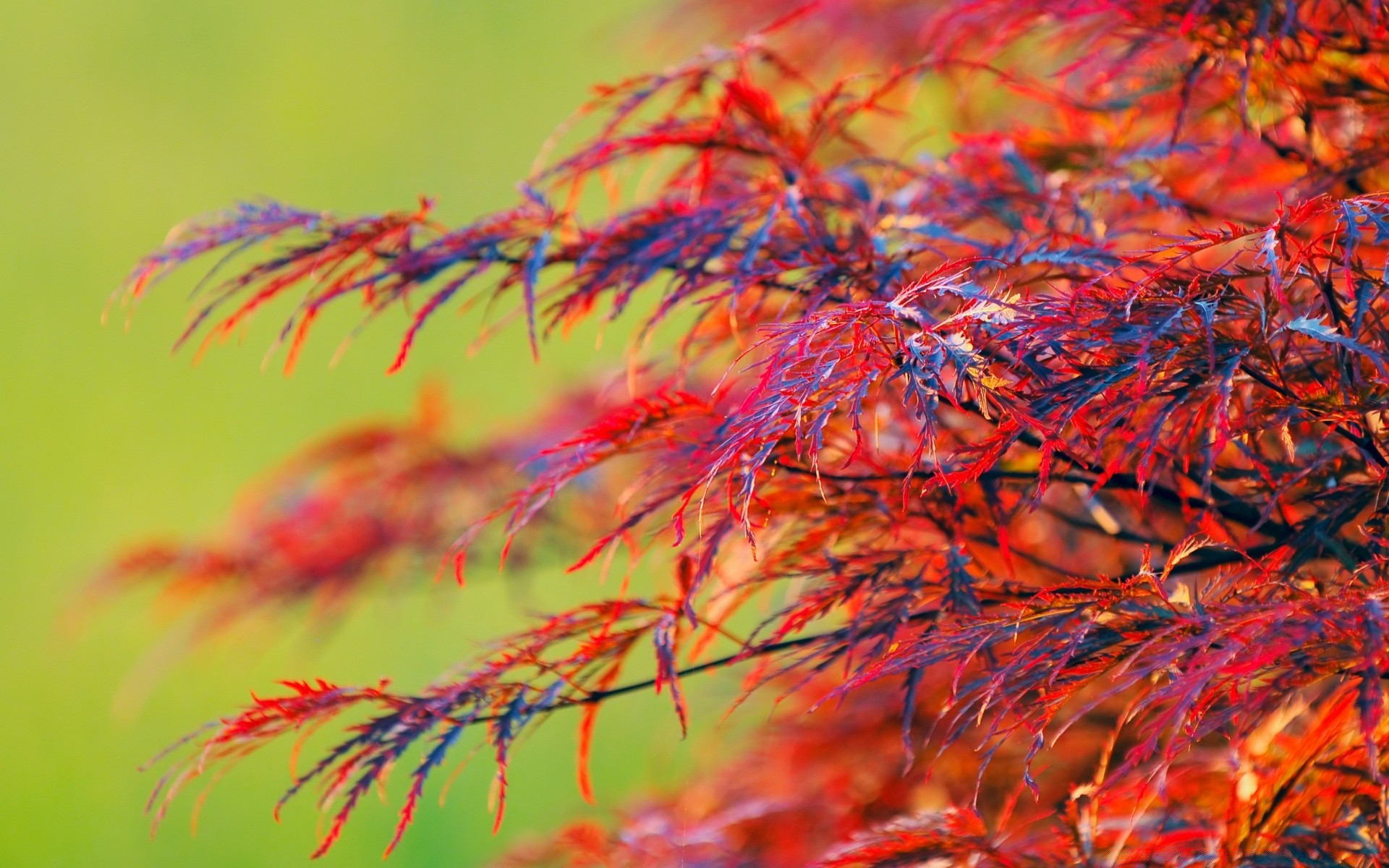 autunno foglia autunno natura colore flora stagione desktop luminoso bello primo piano all aperto albero struttura