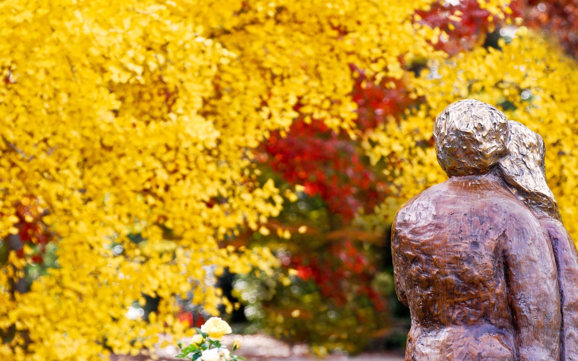 autunno autunno all aperto natura oro foglia parco stagione pietra colore desktop giardino fiore