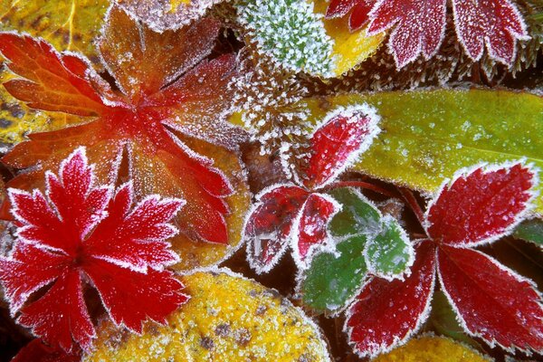 Le foglie si congelano, si sente l inizio dell inverno