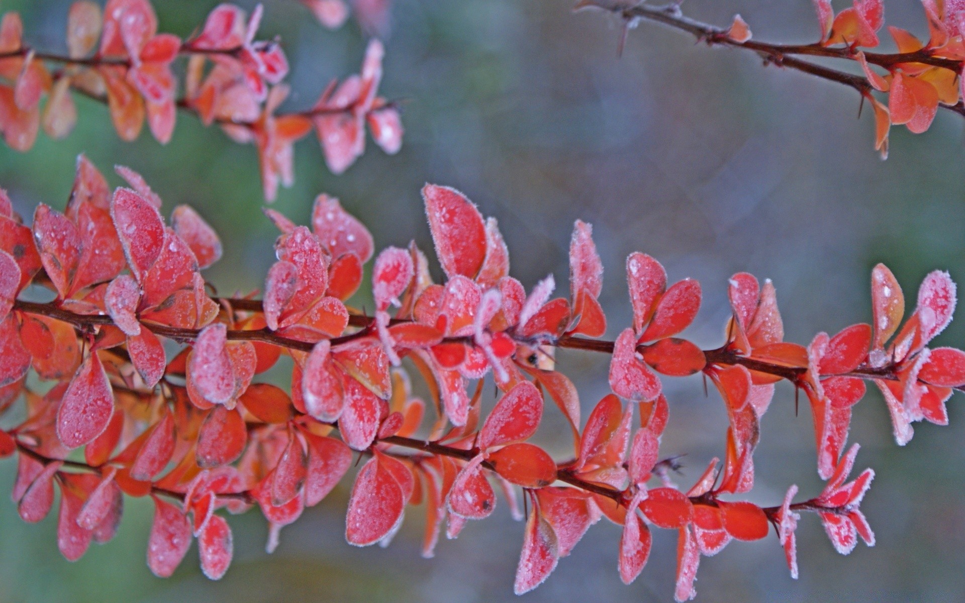 autunno flora natura fiore ramo foglia giardino albero stagione colore parco all aperto luminoso desktop primo piano arbusto bella decorazione floreale estate