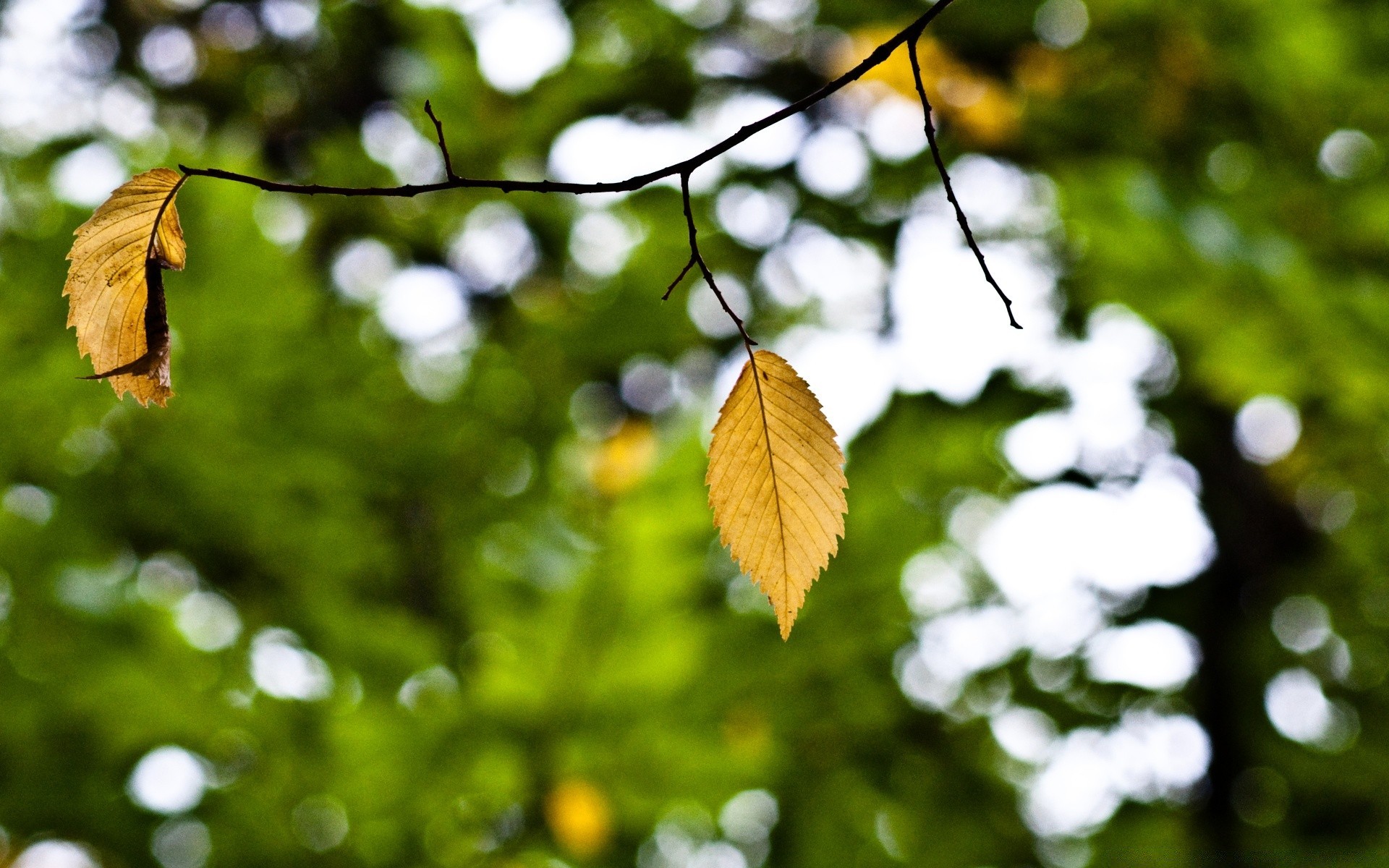 autunno foglia natura albero flora giardino legno colore estate luce luminoso sole all aperto ramo ambiente primo piano crescita desktop bel tempo stagione