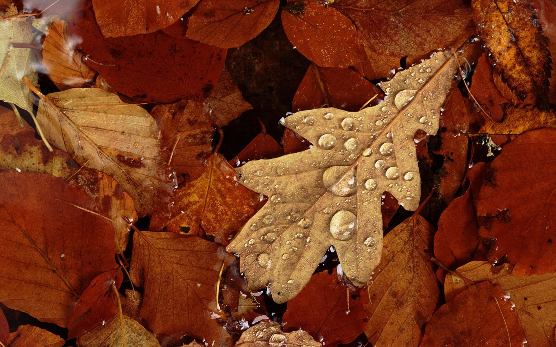 autunno autunno foglia natura legno legno acero secco cibo oro