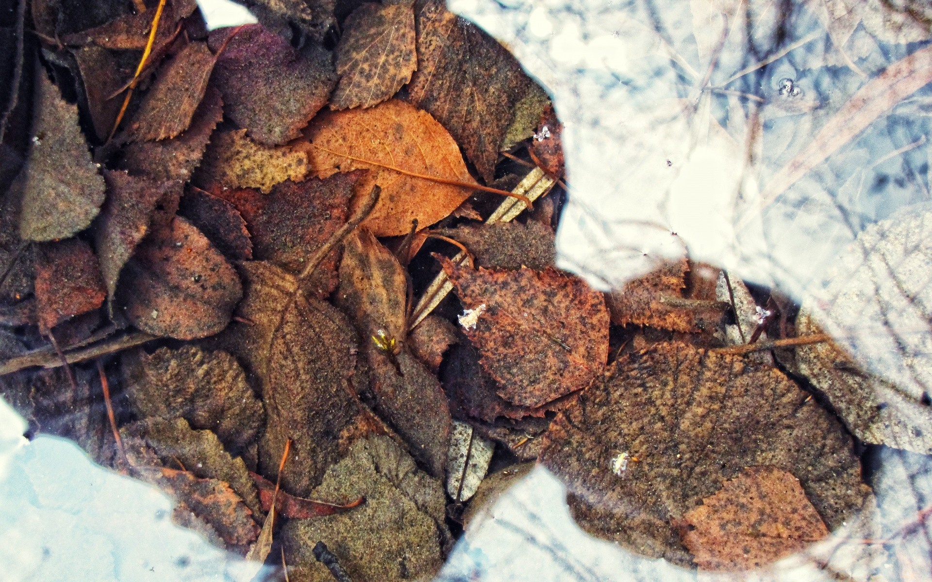 autunno cibo desktop natura primo piano secco legno struttura maschio e femmina partito spice