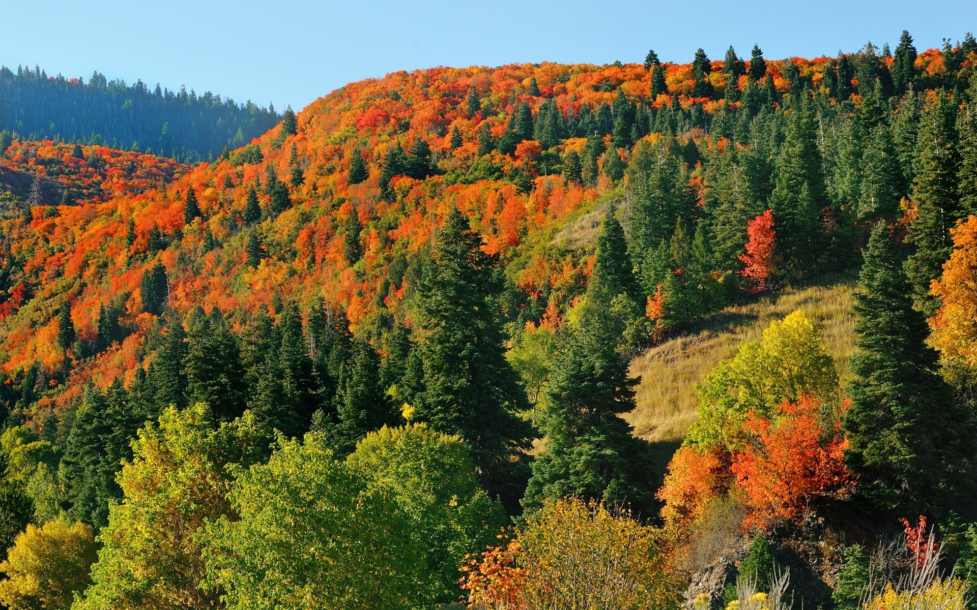 autunno autunno legno albero natura all aperto paesaggio foglia scenic montagna viaggi luce del giorno parco paesaggio stagione selvaggio conifere cielo