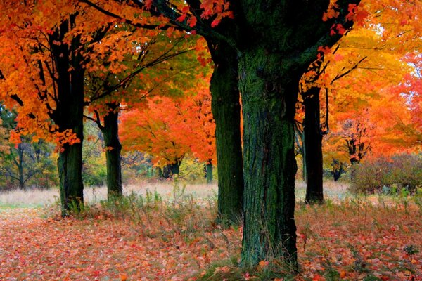 Foglie d autunno sugli alberi