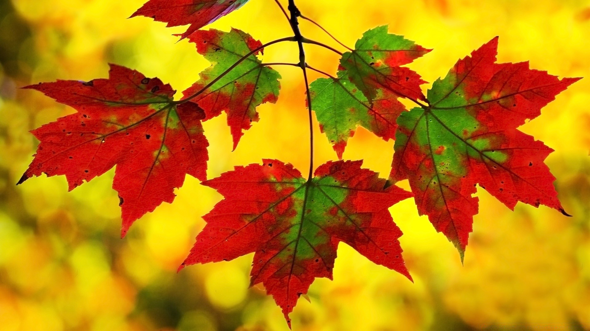 autunno foglia autunno acero natura brillante stagione flora colore lussureggiante cambiamento bel tempo all aperto crescita vivid