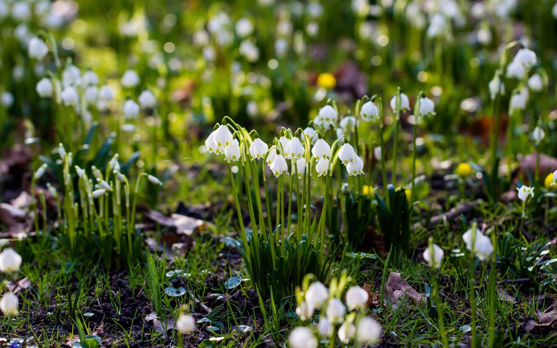 primavera erba natura fieno fiore flora stagione all aperto campo pasqua bel tempo crescita giardino luminoso estate foglia fiore parco primavera close-up