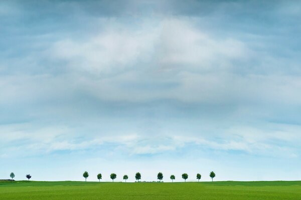 Alberi all orizzonte con cielo nuvoloso