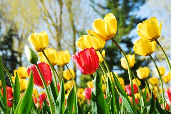 Tulipani primaverili di diversi colori