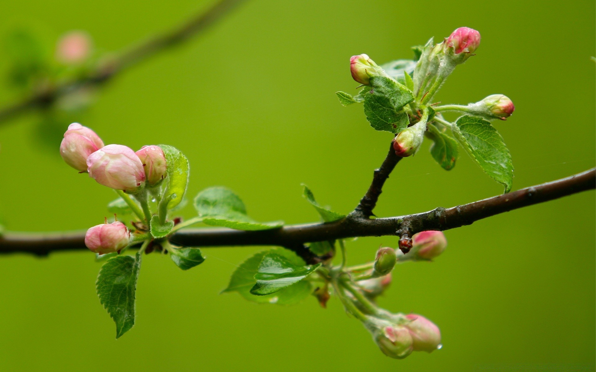 primavera natura ramo albero fiore flora foglia giardino compagno crescita ciliegia all aperto mela prugna stagione estate primo piano colore frutta parco