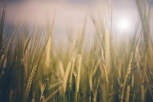 Spighette di grano al sole