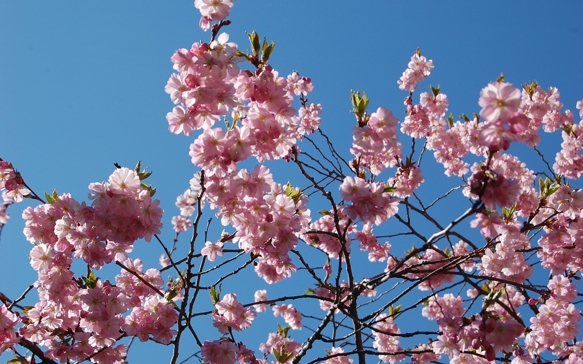 primavera fiore ciliegio ramo albero flora fiore petalo stagione natura primavera compagno giardino crescita floreale all aperto estate foglia mela luminoso