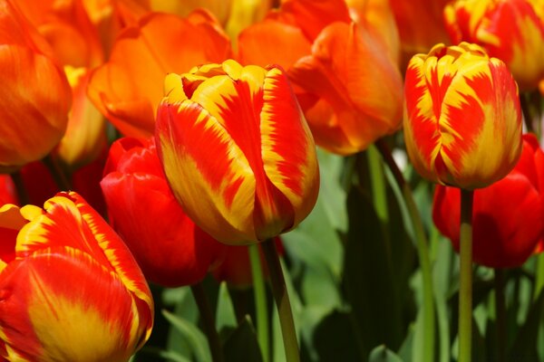 Un sacco di tulipani rossi luminosi