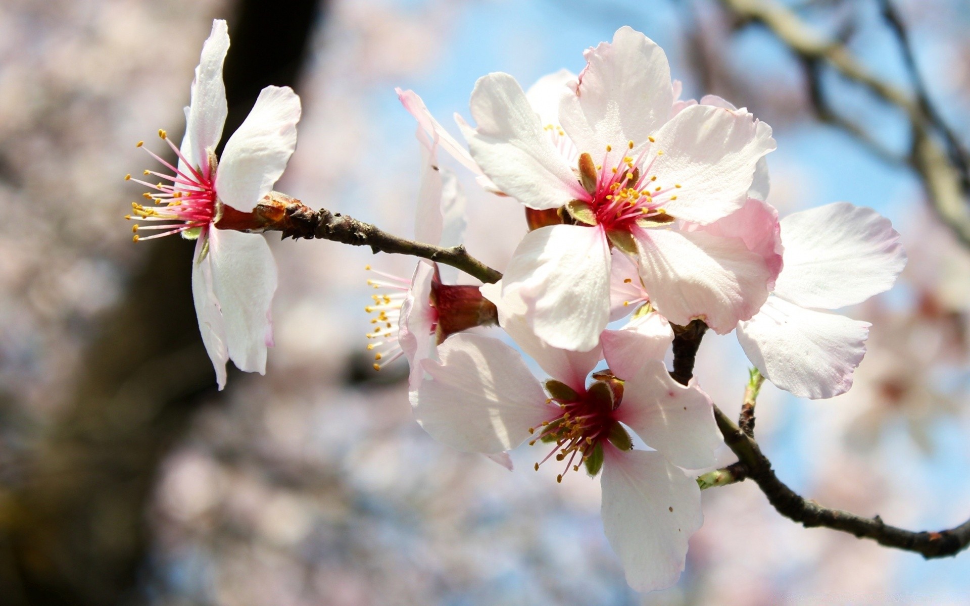 primavera fiore ciliegio albero ramo natura flora compagno mela prugna pesca crescita all aperto petalo giardino fiore foglia albicocca stagione primavera
