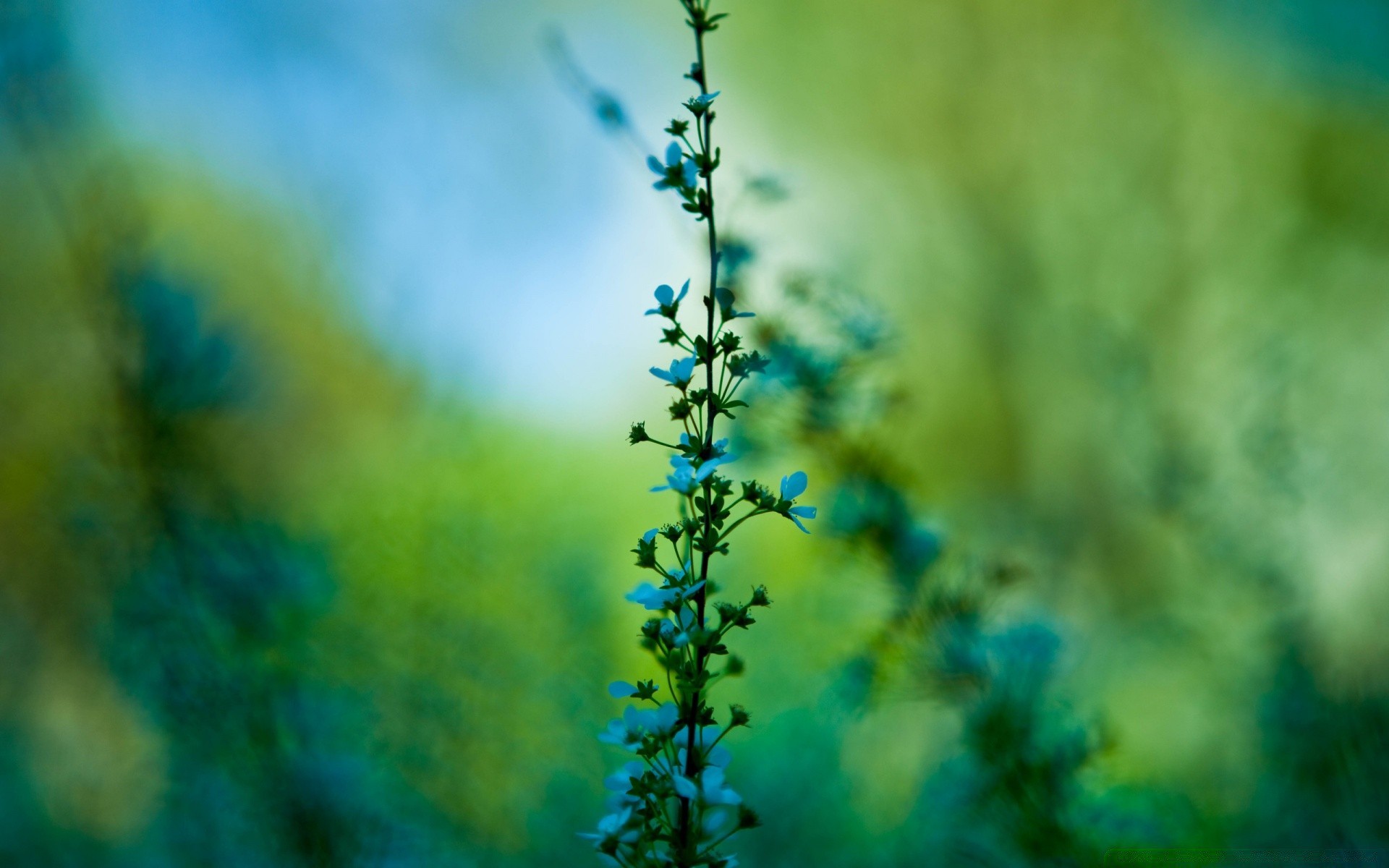 primavera foglia natura all aperto estate fiore sfocatura flora crescita bel tempo