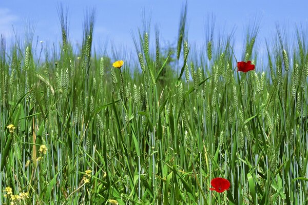 Erba di campo, fieno in primavera
