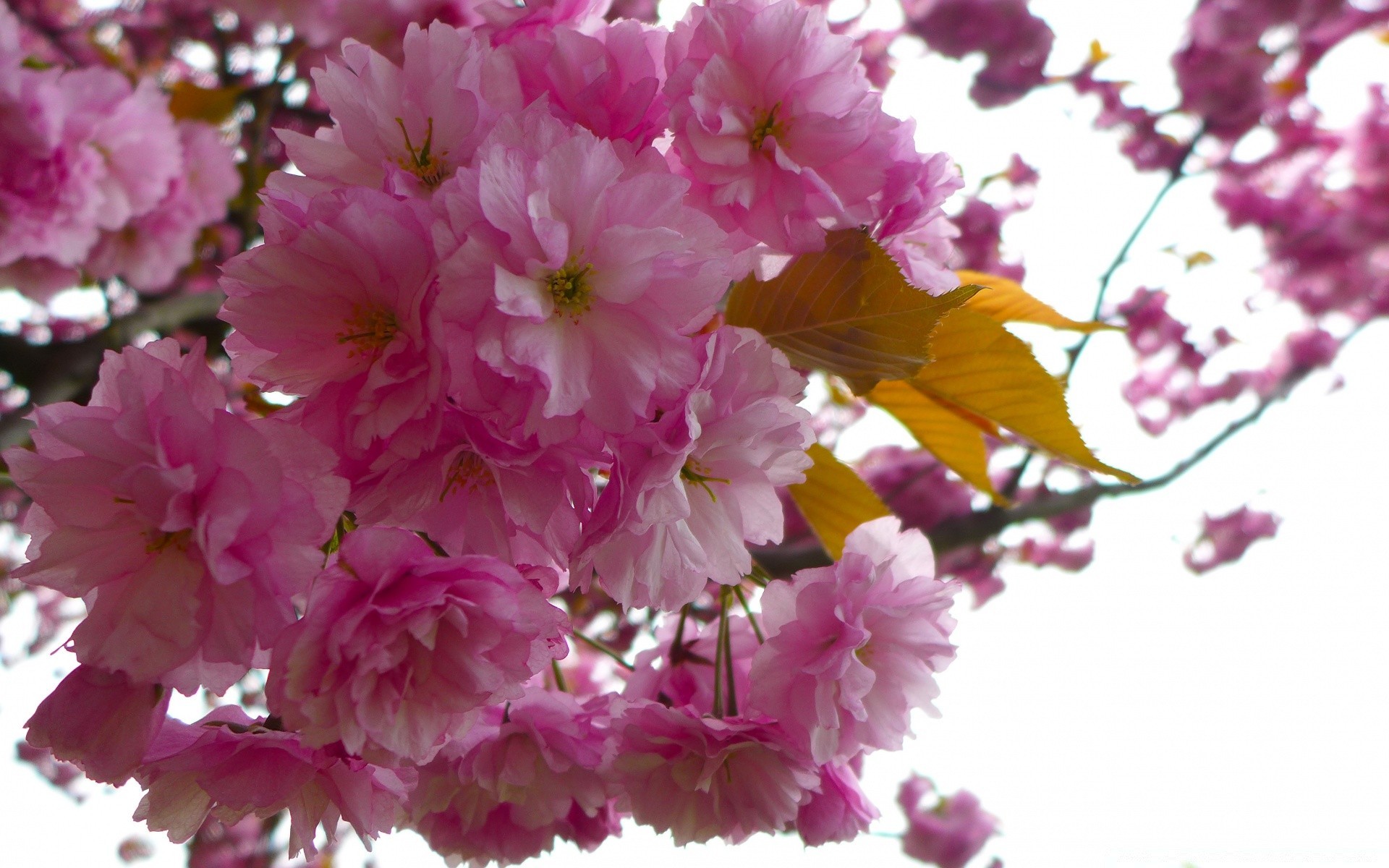 primavera fiore flora giardino fiore petalo ciliegio ramo natura floreale foglia albero stagione compagno colore bella primavera delicato luminoso primo piano
