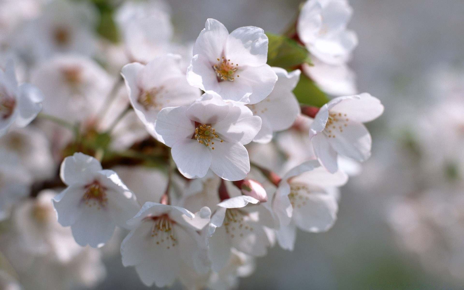 primavera fiore ciliegio natura flora ramo albero giardino foglia mela stagione crescita compagno petalo fioritura delicato floreale luminoso all aperto pasqua