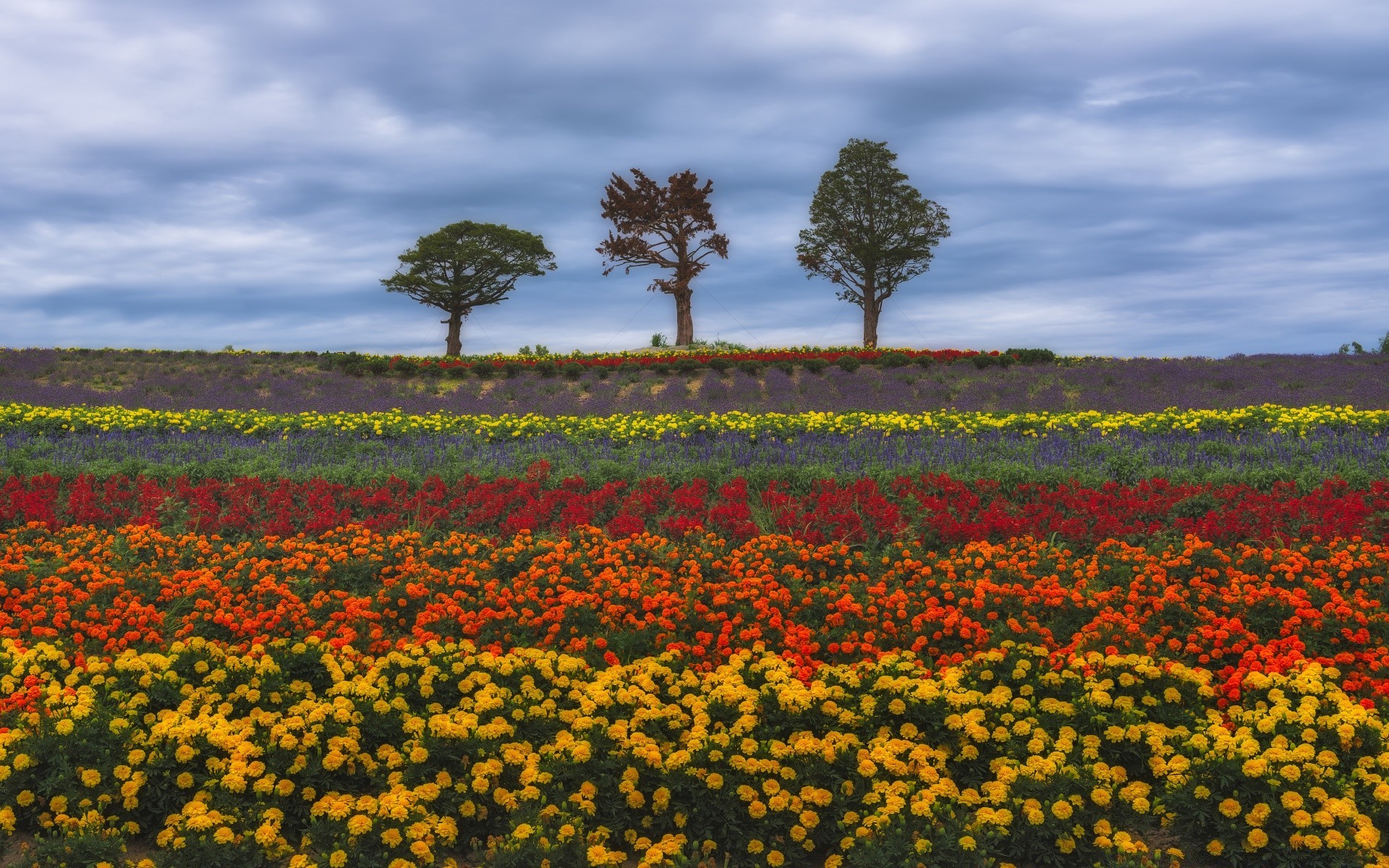 estate fiore campo agricoltura paesaggio poppy all aperto fieno natura terra coltivata fattoria crescita flora pascolo rurale floreale colore luce del giorno pascolo