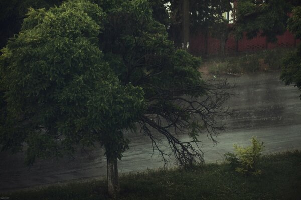 Albero insolito sulla riva del fiume