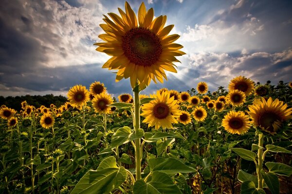 Campo di girasoli. Estate. Cielo nuvoloso