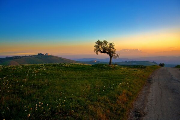 Alba con un bellissimo albero in una radura