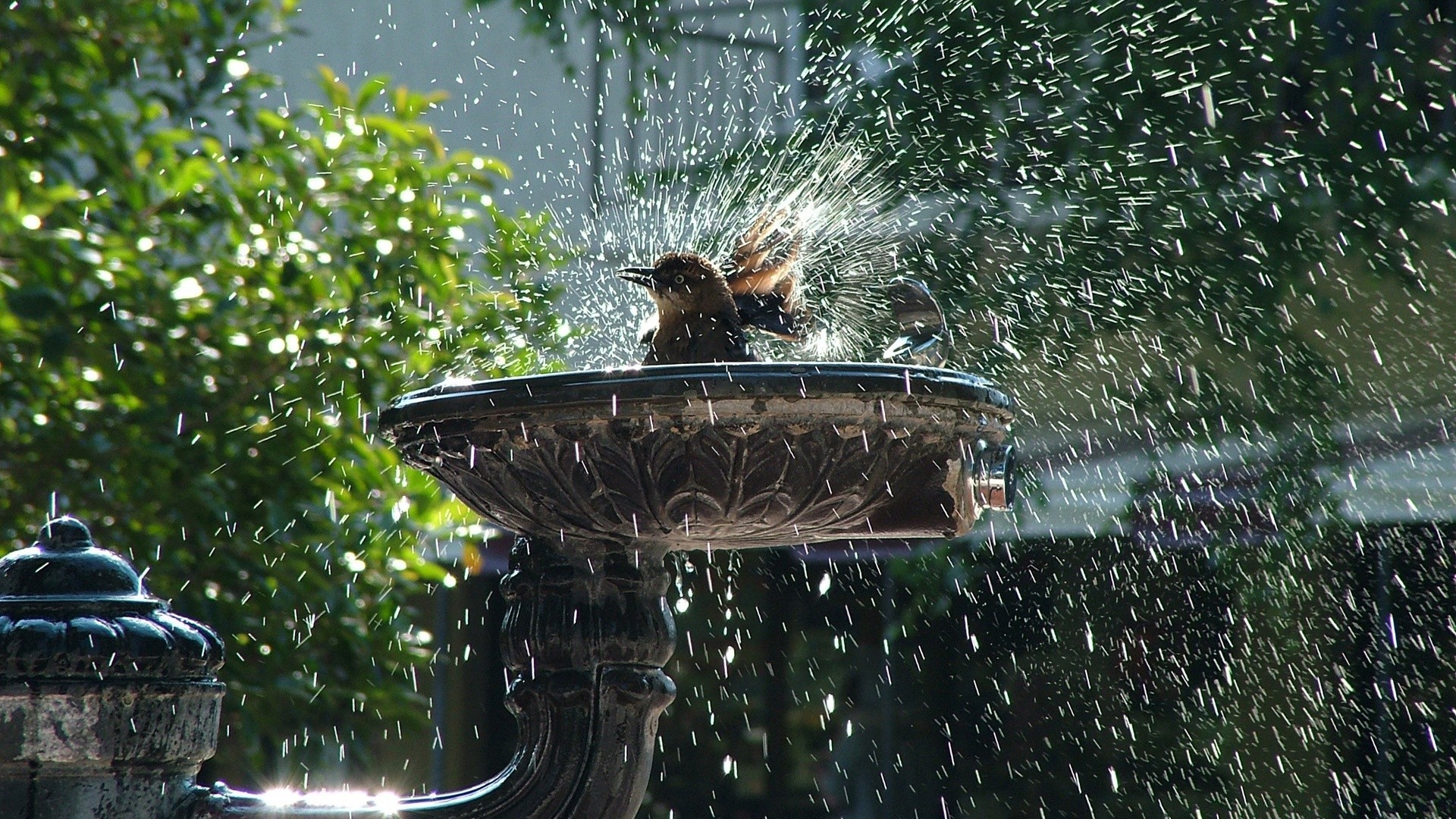 estate acqua all aperto natura uccello giardino pioggia parco albero fontana bagnato auto da viaggio singolo