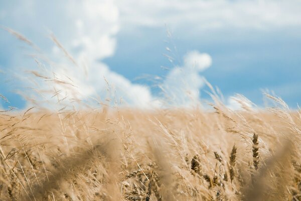 Campo con spighette nel vento con cumuli