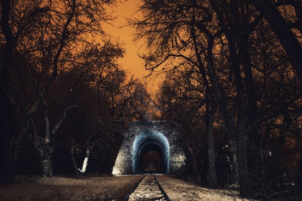 Alberi invernali e luce nel tunnel