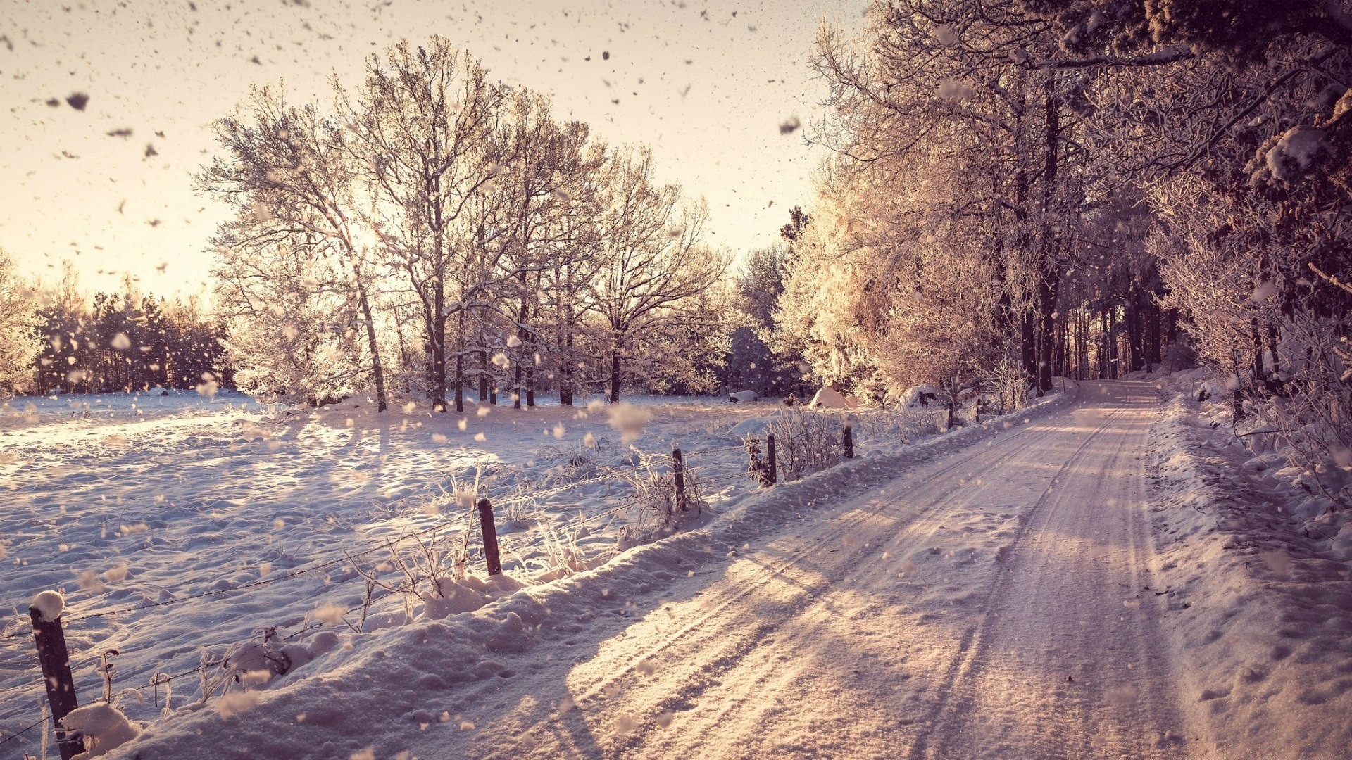 inverno neve albero paesaggio legno gelo congelato natura stagione freddo strada ghiaccio parco guida meteo all aperto scenico nebbia