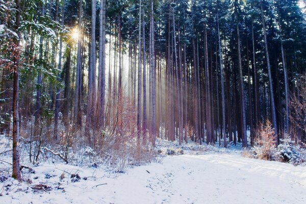 Inverno nevoso e gelo