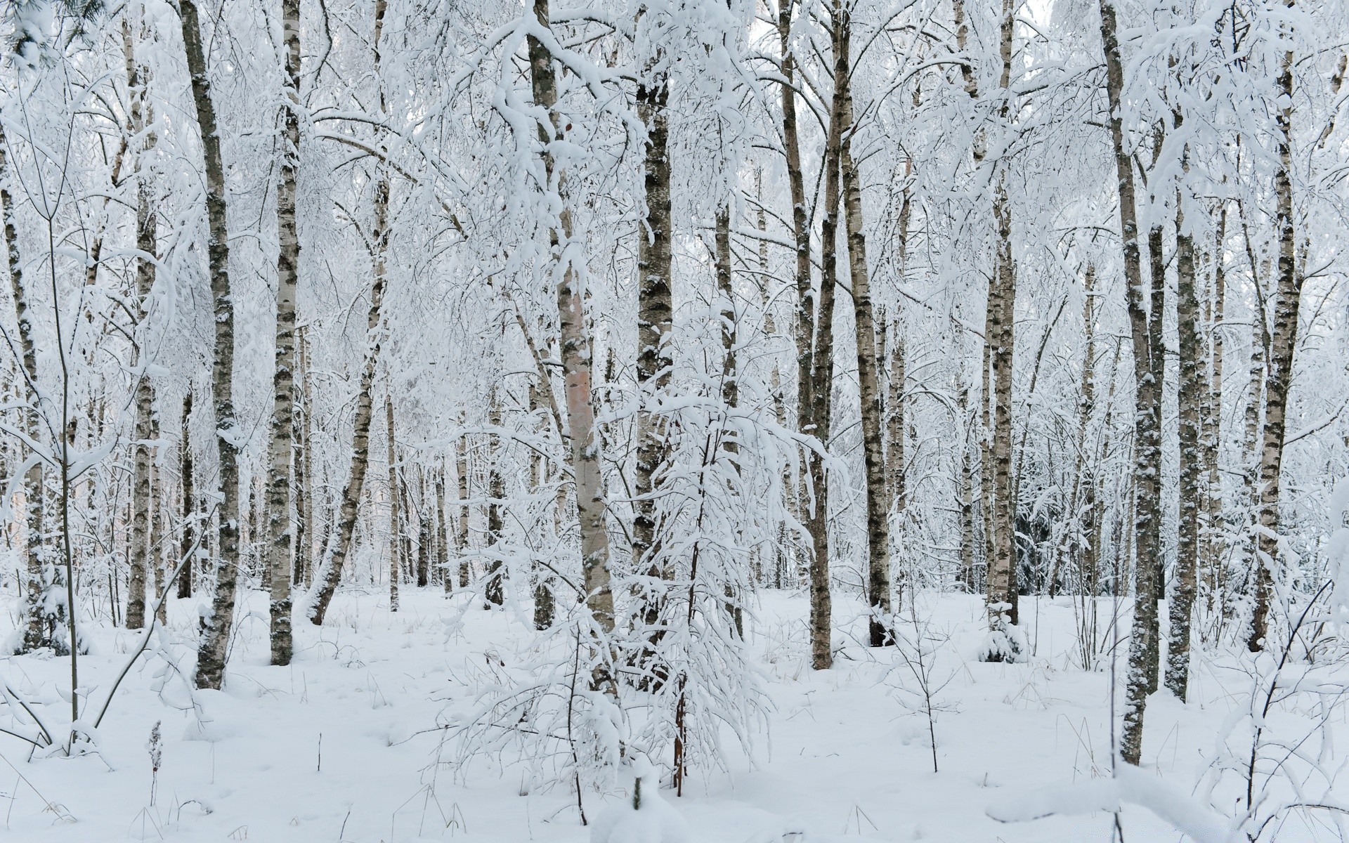inverno neve legno gelo freddo congelato tempo stagione gelido albero ghiaccio paesaggio ramo cumulo di neve scenico betulla scena tempesta di neve