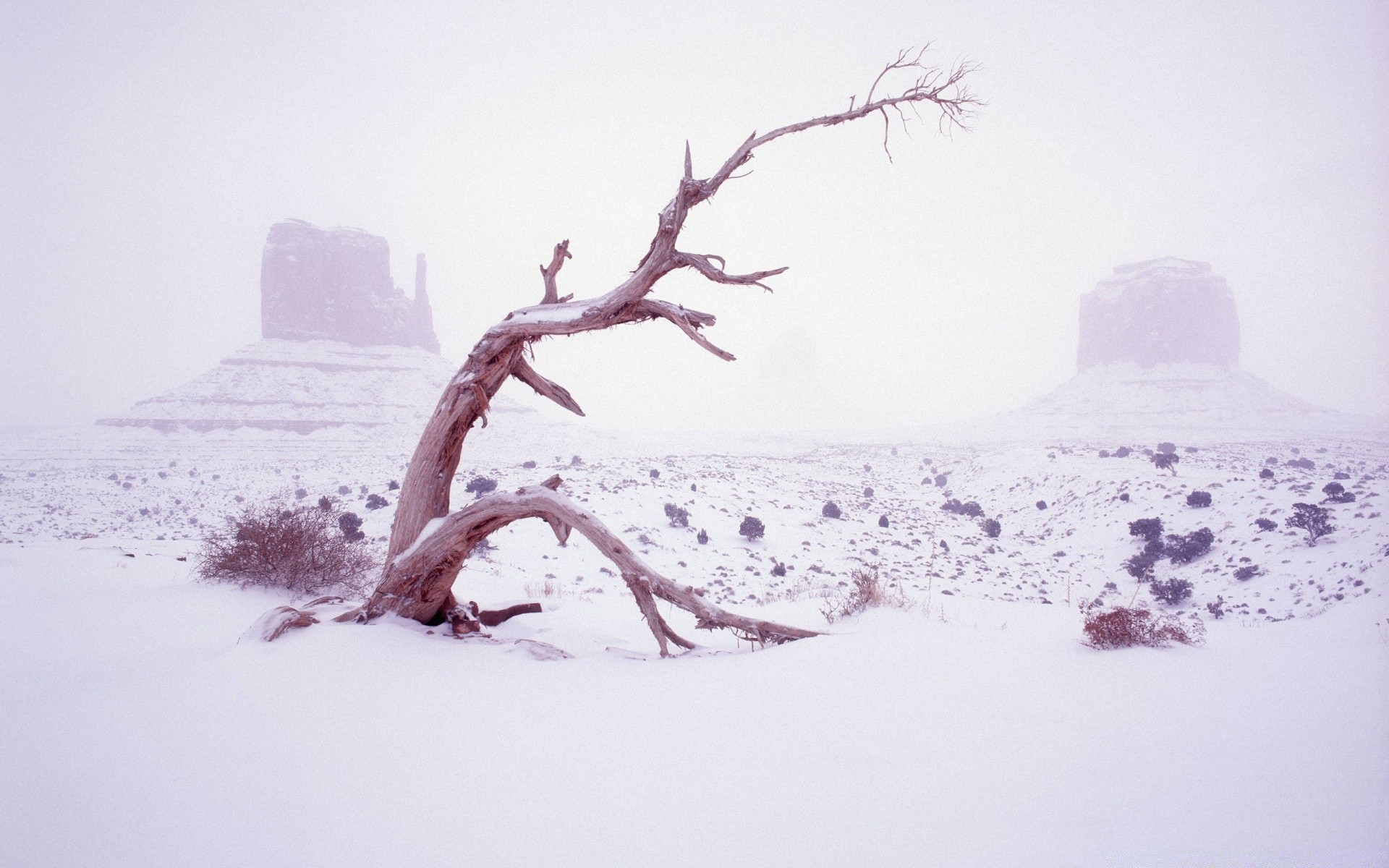 inverno neve freddo paesaggio congelato natura albero tempo gelo nebbia tempesta di neve ghiaccio