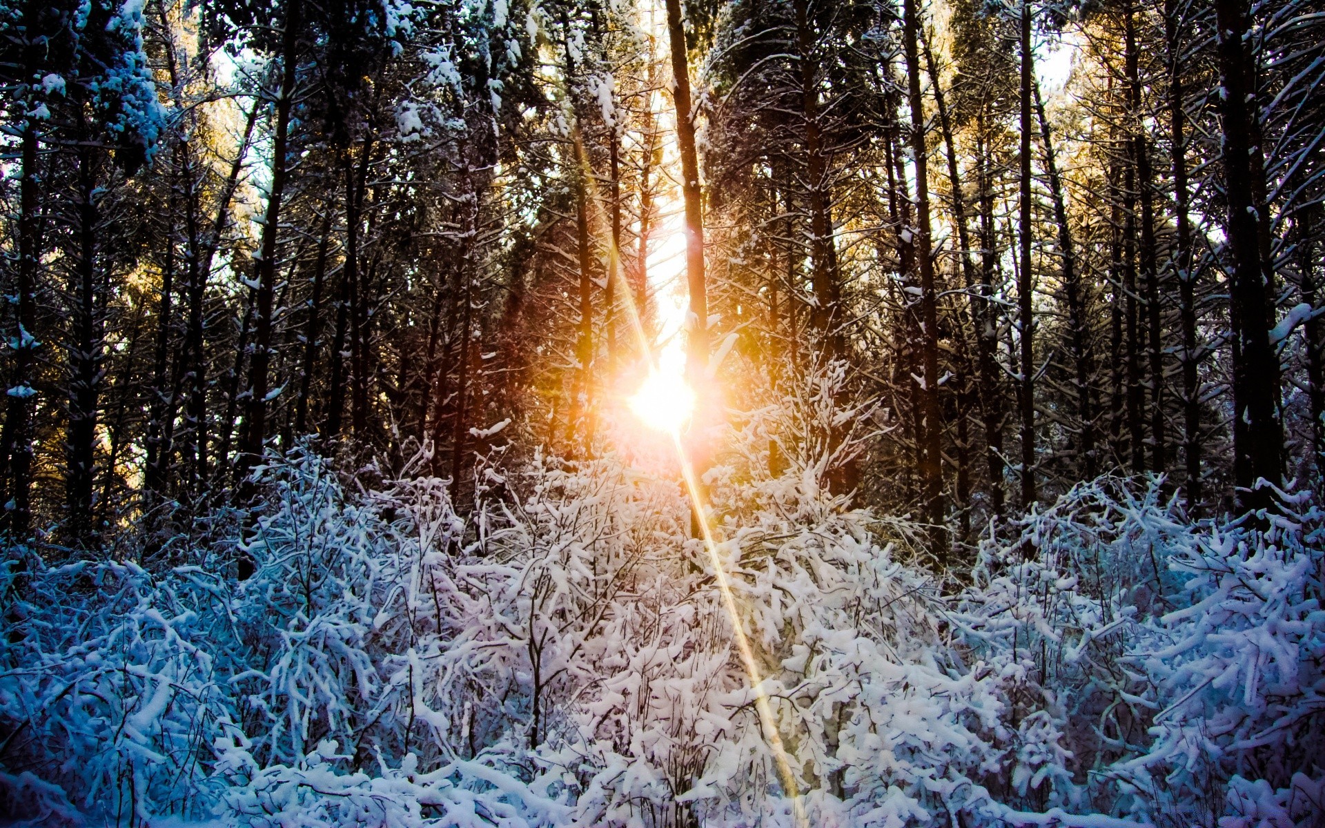 inverno legno gelo neve albero stagione freddo natura paesaggio bel tempo congelato luce all aperto parco pino sole luminoso scena desktop meteo
