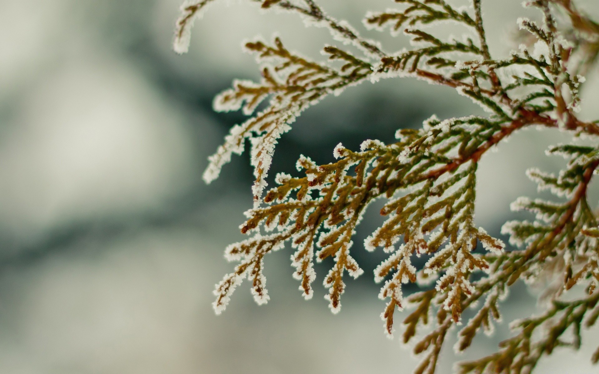 inverno albero natura ramo gelo all aperto natale sfocatura flora foglia stagione neve close-up decorazione desktop luminoso luce del giorno legno colore