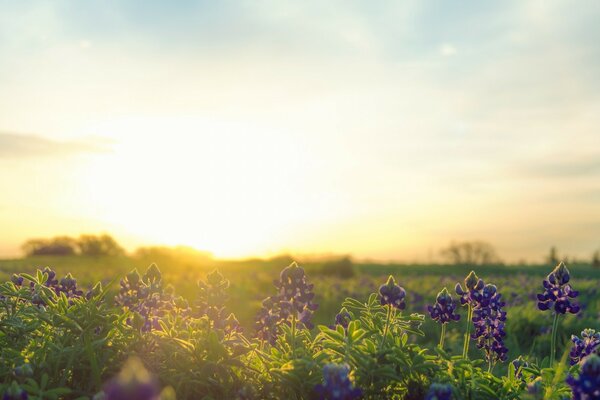 I fiori sul campo creano un motivo, la natura in tutta la sua gloria è apparsa allo sguardo