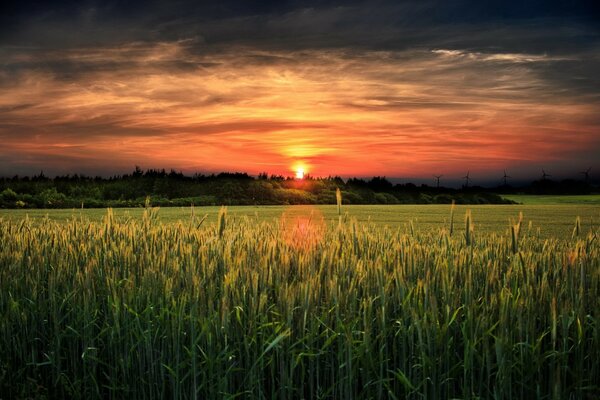 Tramonto caldo nei campi con grano