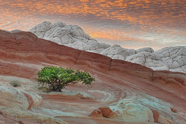 Albero solitario sul fianco della montagna