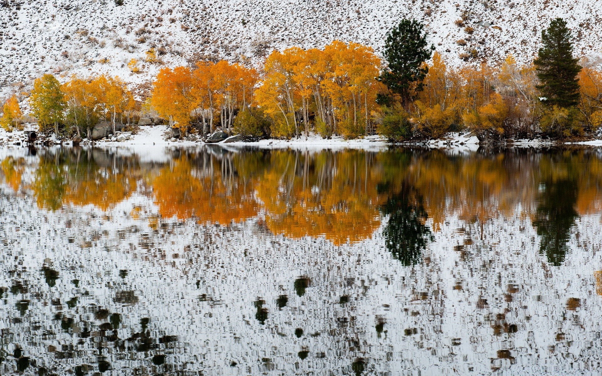 america autunno natura stagione riflessione foglia acqua di colore paesaggio desktop di legno albero luminoso parco