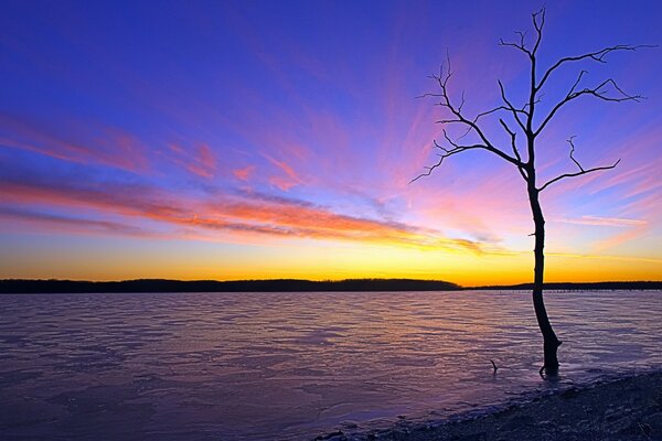 Albero solitario nell acqua
