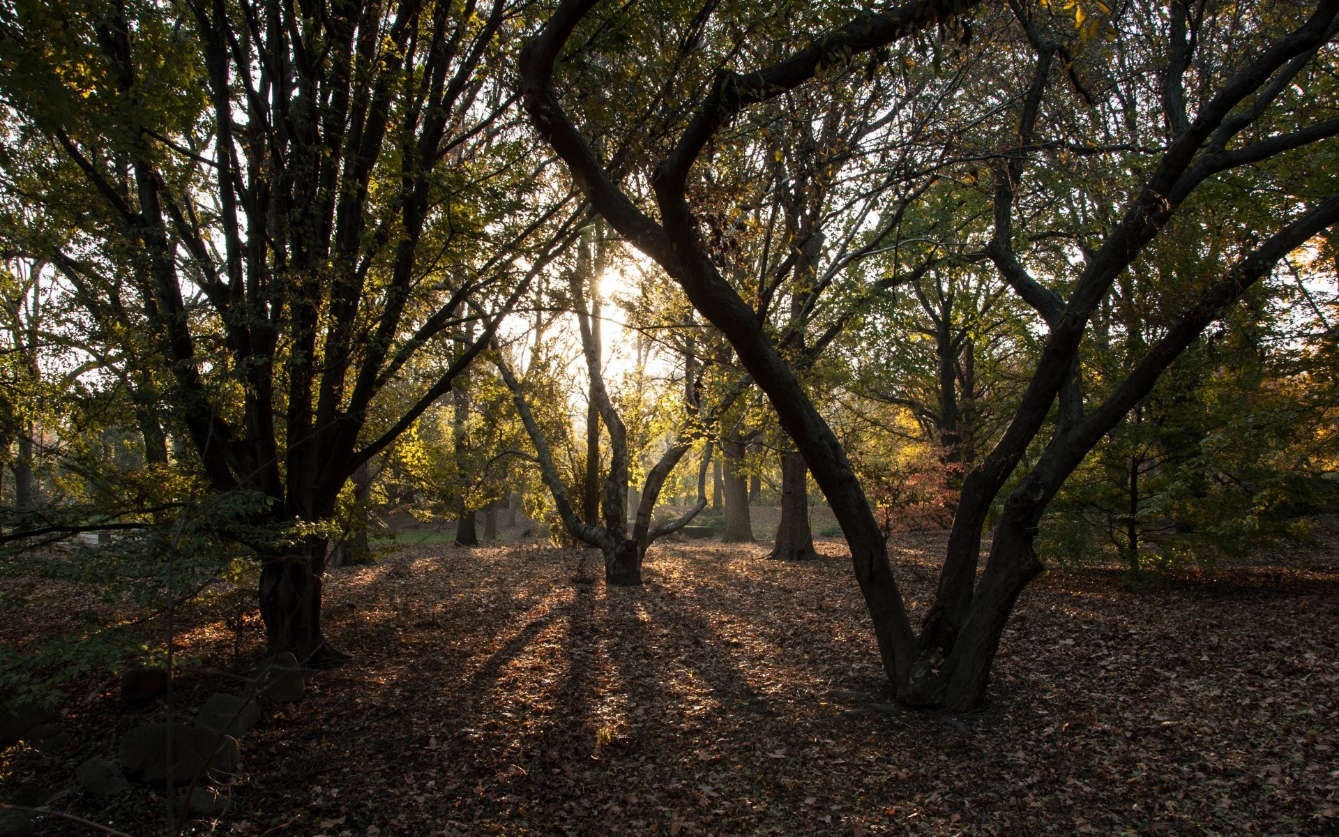 america albero legno paesaggio parco foglia natura autunno ramo ambiente guida alba scenic luce del giorno lussureggiante stagione bel tempo all aperto sole tronco