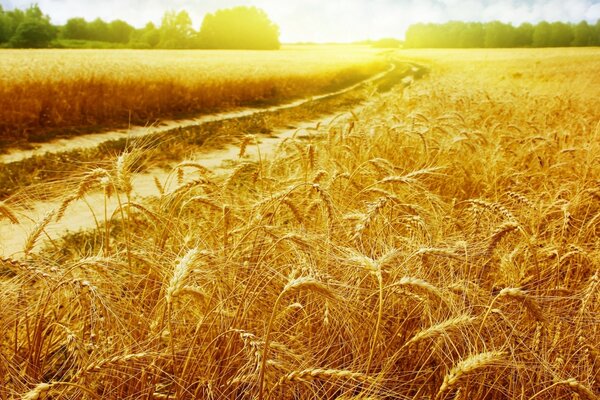 Grano dorato sul campo serale